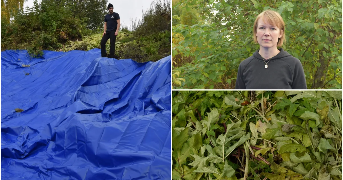 Så bekämpar Skellefteå kommun tromsöloka • Arten innehåller frätande ...