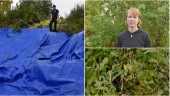Så bekämpar Skellefteå kommun tromsöloka • Arten innehåller frätande växtsaft: ”Hotar den biologiska mångfalden”