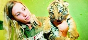 Första kullen i Tiger World