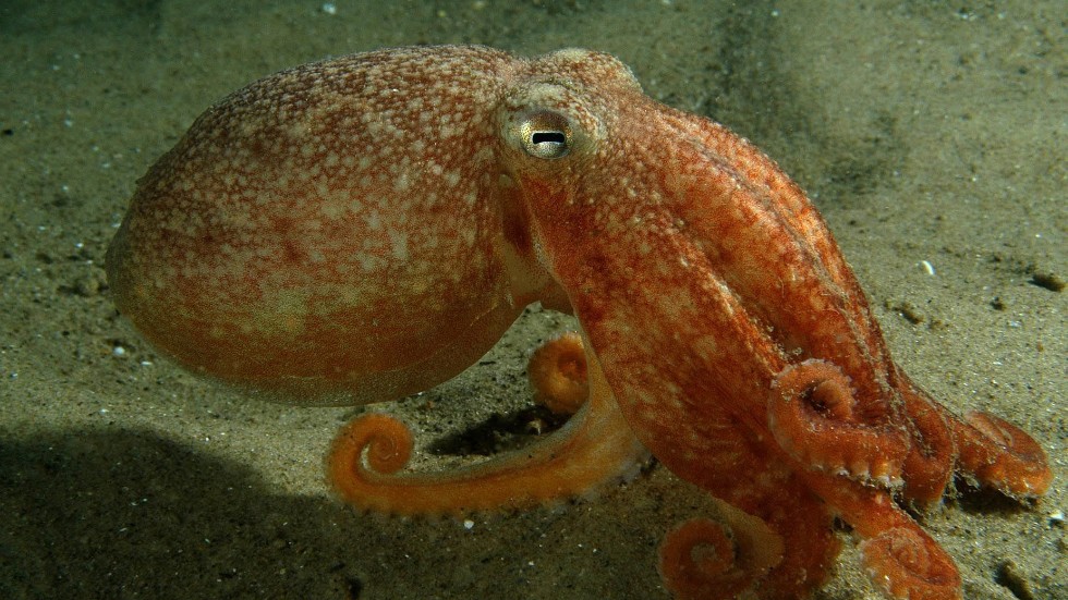 En åttaarmad bläckfisk fotograferad i Nordsjön. Arkivbild.