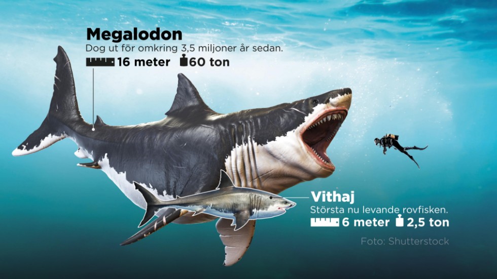Rekonstruktion av megalodon tillsammans med den största nu levande rovfisken, vithajen. Megalodon var kanske det största rovdjuret som någonsin har levt på jorden.