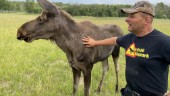 Älgmannen Leffe driver älgpark – kalv från Enköping flyttade in