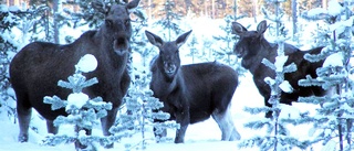 Förslaget: Älgjakt under jul