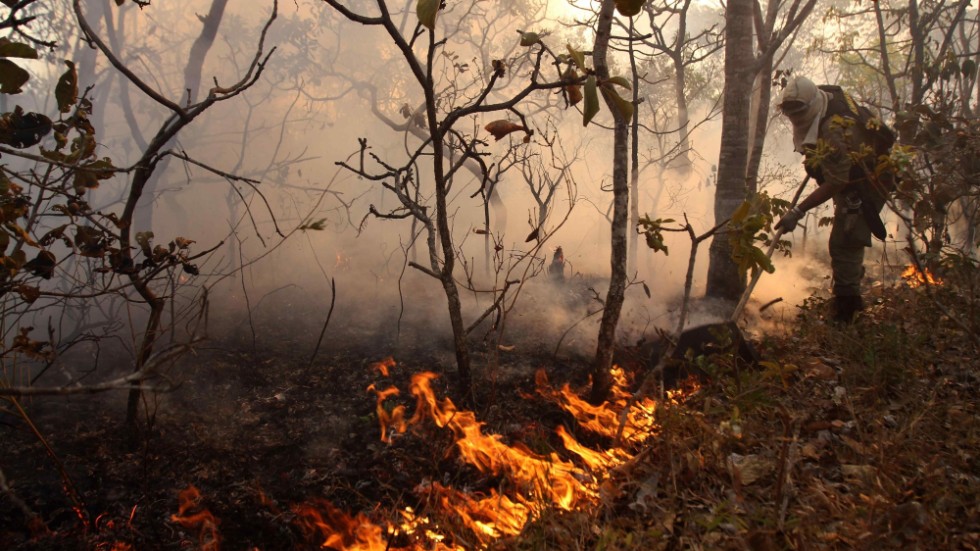 Skogsbrand i en nationalpark i Brasilien 2010. Arkivbild.