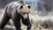 Jägare skadade vid två nya björnattacker