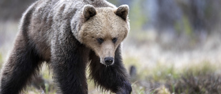 Attackerade jägaren: Björnen högg i ansiktet