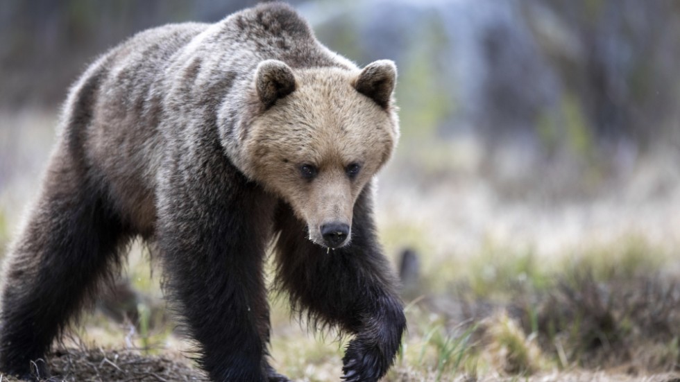 Två separata björnattacker har rapporterats under fredagen. Arkivbild.