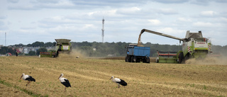 Fortsatt tullfritt för Ukrainas jordbruk