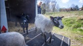 Här släpps fåren ut i hagen vid Brandholmen