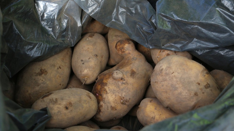 Nästan 10 ton prima potatis av sorten Gitta fick Ukrainahjälpen i gåva från en odlare i Halland. Potatisen ska nu ge ett värdefullt tillskott till hjälpverksamheten.