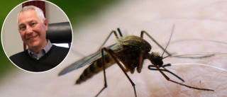 Då kommer myggen i Norrbotten – myggexperten förklarar