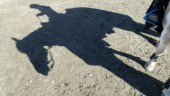 Hund attackerade hästar – även ryttare biten