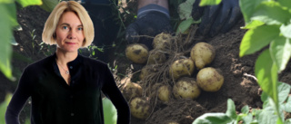 Potatis – godare än Lena Anderssons havregrynsgröt