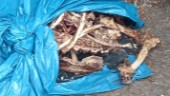 Makabra fyndet vid återvinningen: 60 kilo kadaver