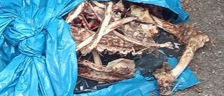 Makabra fyndet vid återvinningen: 60 kilo kadaver
