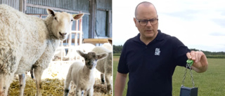 Gotländska lamm får hagar utan stängsel – först i världen