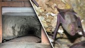 Krav på svar om gruvans gifter – och fladdermöss