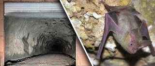 Krav på svar om gruvans gifter – och fladdermöss