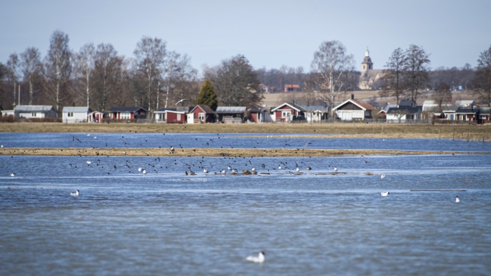 Efter mer än trettio år av mellanskarv i Roxen har sjön slutligen kollapsat. Det vattenekologiska systemet är i grav obalans med bland annat ett förstört fisksamhälle som följd, skriver debattörerna.