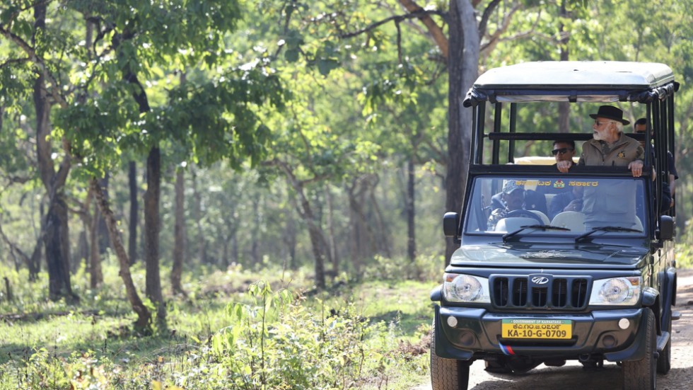 Indiens premiärminister Narendra Modi besöker Bandipurs tigerreservat under söndagen.