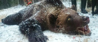 Det händer med skjutna björnen