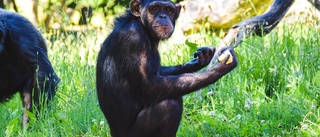 Schimpanserna Linda och Manda får vara kvar