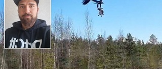 Se när mäktiga örnen flaxar upp framför Piteåbon Linus bil – med fångsten i klorna: "Riktig häftig upplevelse"