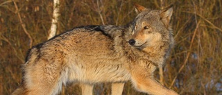 Ny varg i Norrbotten: "Väntar svar"