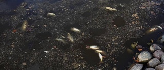Hundratals döda fiskar i Svandammen