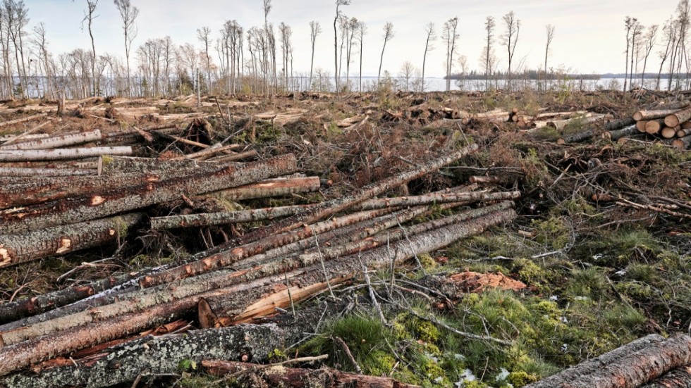 "Sverige får hård kritik från EU-kommisionen för sitt skogsbruk. Man menar att kalhyggena med efterföljande plantering av träd av samma art och ålder utarmar den biologiska mångfalden", skriver debattören.