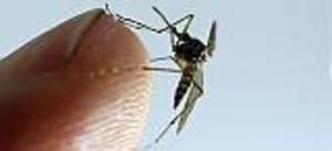 Nya områden för myggbekämpning