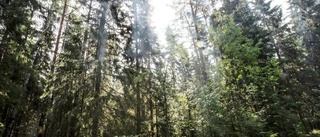 Stigar vid naturreservat stängs av – risk för fallande träd: "Avråder från besök"