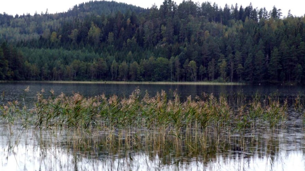 Miljöförvaltningen ser naturliga förklaringar till vita hinnor och vitt skum i två sjöar.