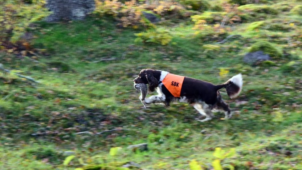 Länstyrelsen uppmanar till återhållsamhet med jakt och jaktträning med hund.