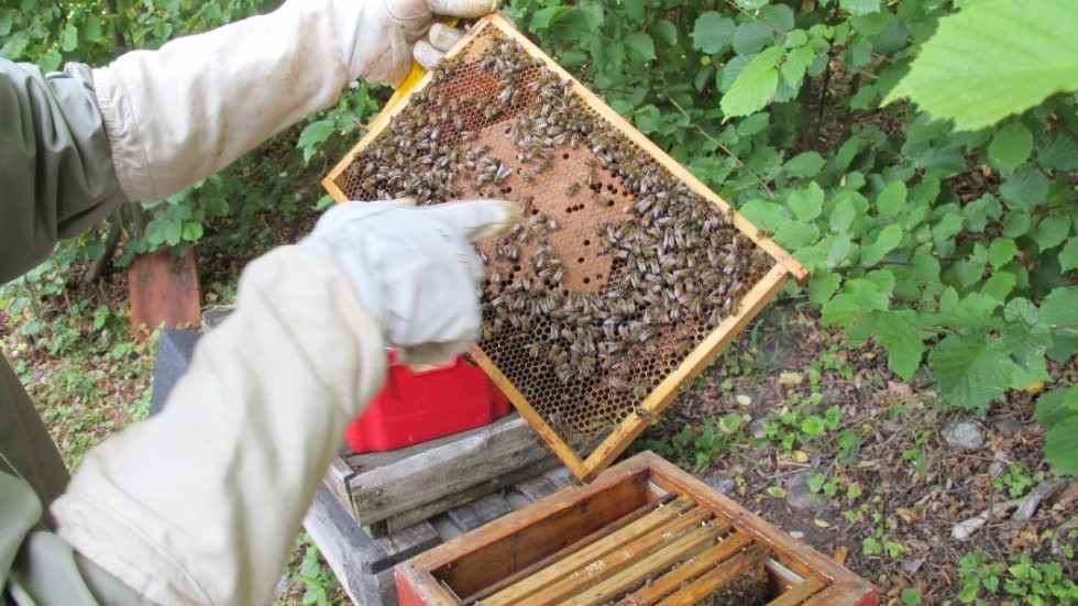 "Än så länge är bina starka, men fortsätter torkan blir det katastrof", säger Lars Johansson, biodlare i Tuna.