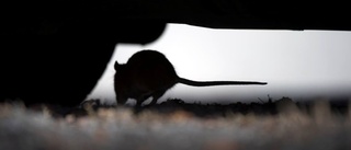 Stor sanering av råttor i kommunen