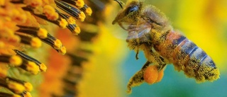 Pengar finns att tjäna på pollinering