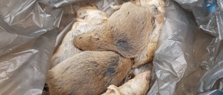 Ökat antal råttor i Linköping
