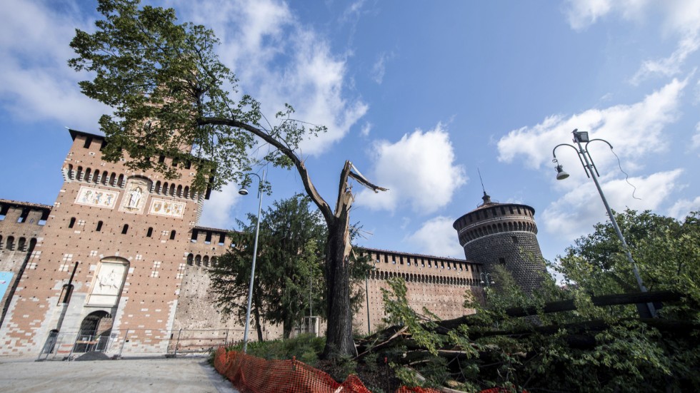 Ett träd som fallit Milano efter ovädret med regn- och hagelstormar i norra Italien.