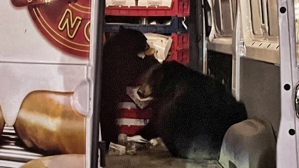 Butikschefen Shelly Deano hann ta en bild på de sötsakssugna björnarna i bilen.