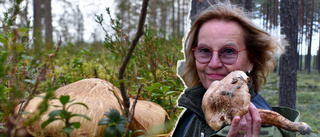 One of the world's most expensive foods grows near Skellefteå