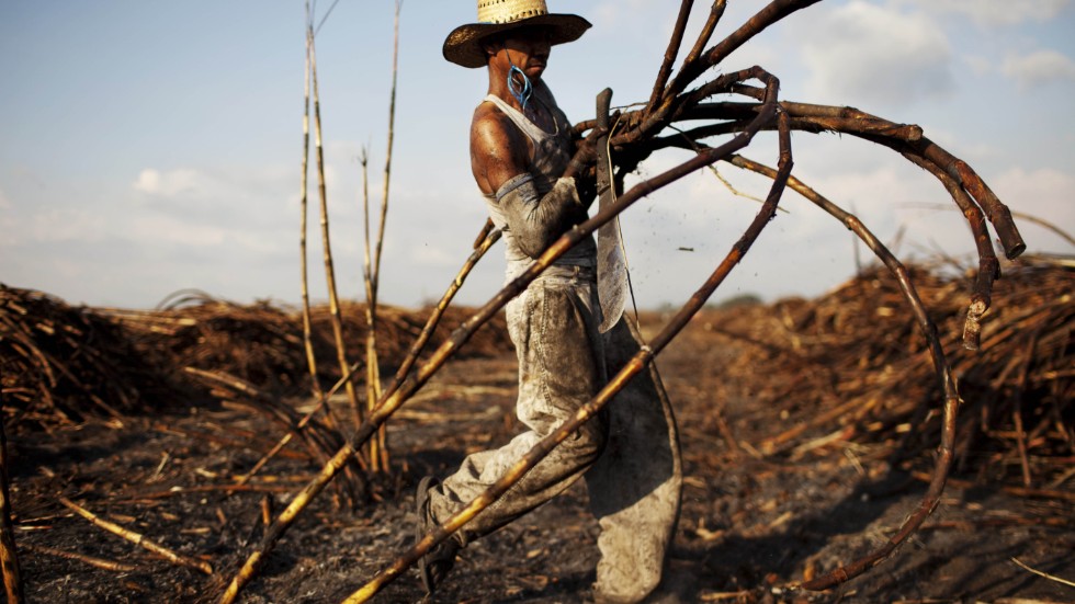 Skörden av sockerrör antas bli dålig på grund av väderfenomenet El Niño, vilket får globala sockerpriser att lyfta. Arkivbild