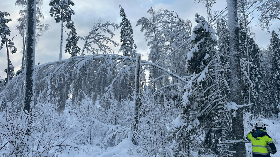 Arkivbild från i julas när Eon kämpade med snötyngda träd över ledningar.