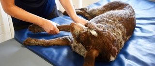 Oseriösa utövare fara för hundar: "Det finns horribla fall" 