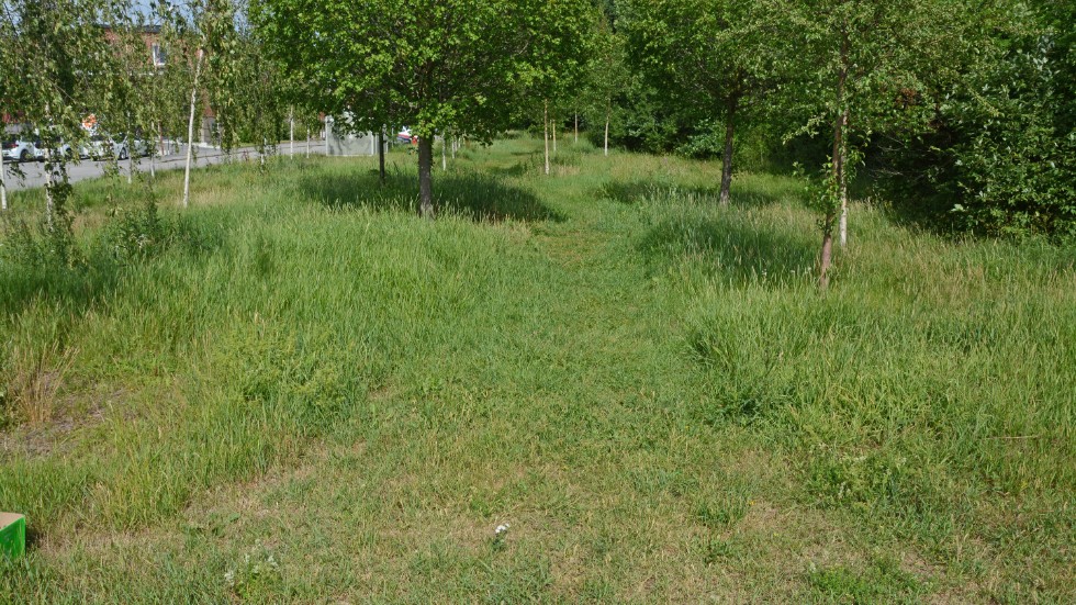 Ängsmarken vid Ekbacken består bara av högst gräs, inga blommor.