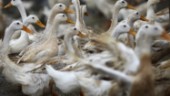 Miljoner ankor vaccineras mot fågelinfluensa