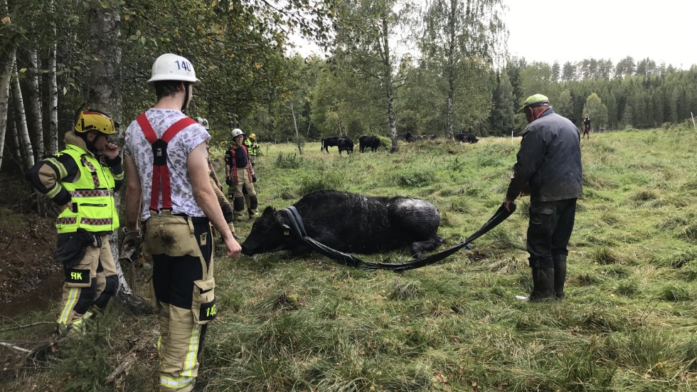 Räddningstjänsten är på plats för att dra upp tjurarna ur diket.