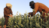 Opiumproduktion rasar i Afghanistan – FN larmar