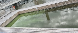 Stängda bassänger i Inre hamnen på grund av algblomning