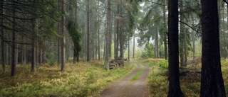 Skogen har en viktig och betydelsefull roll